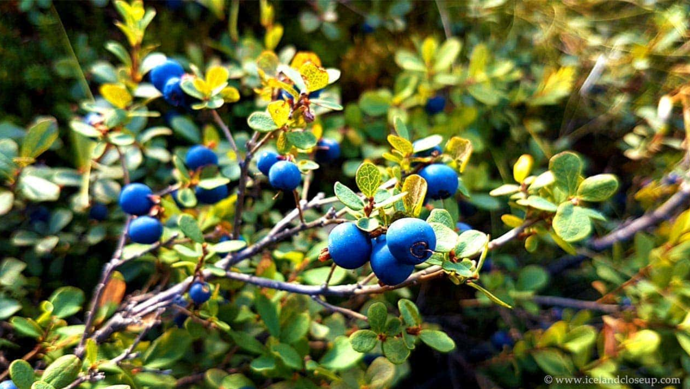 Berries in IaWild berries growing in Iceland during the summer months