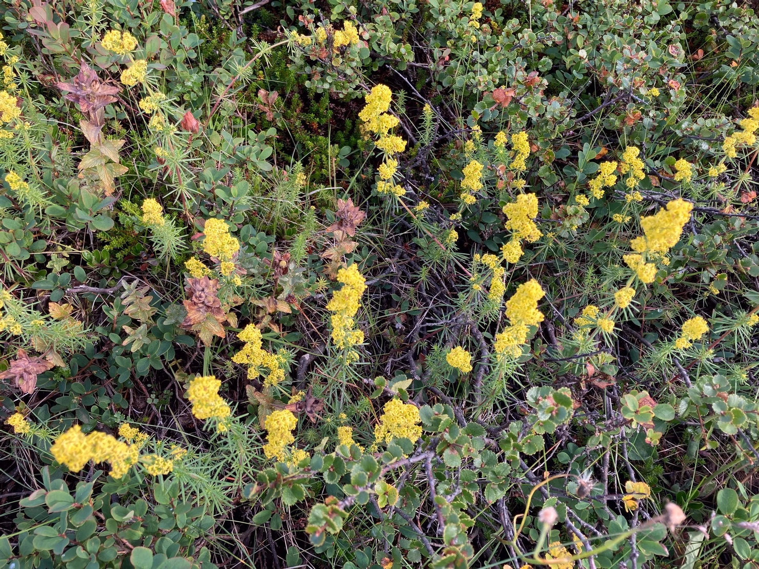Flowers in Iceland during summer
