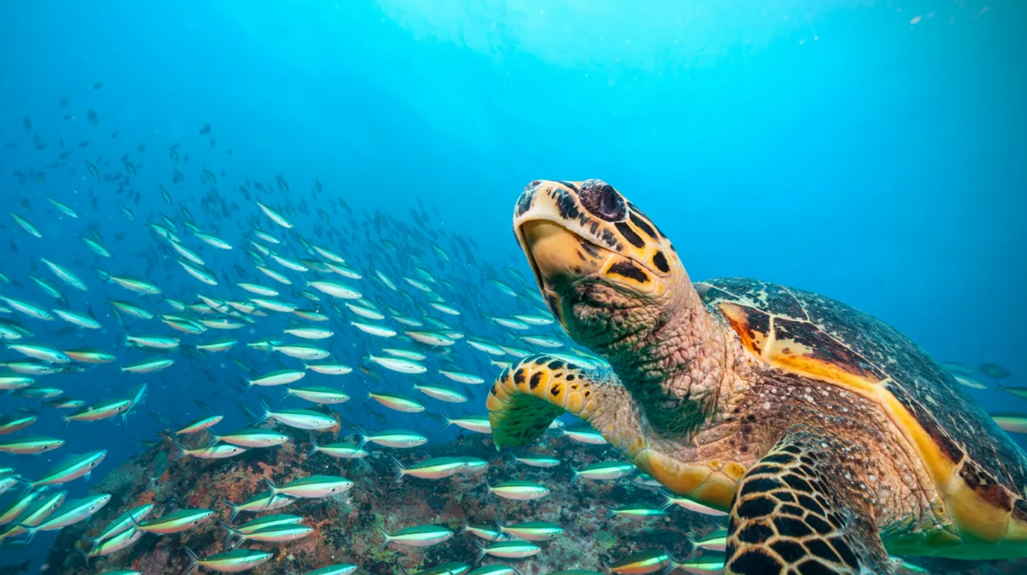 A turtle swimming underwater in virtual reality