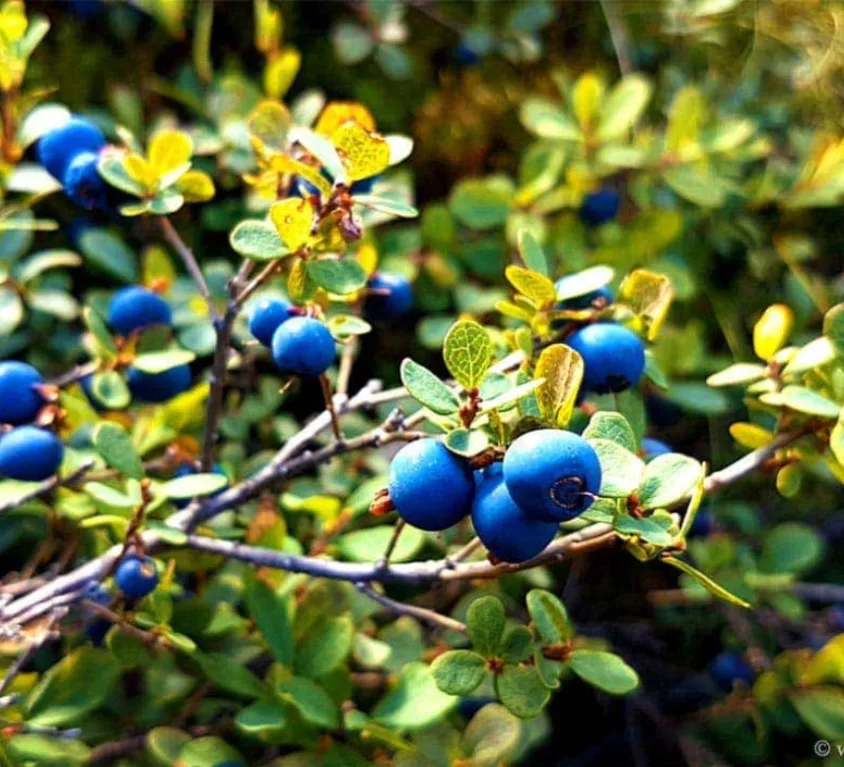 Berries in IaWild berries growing in Iceland during the summer months