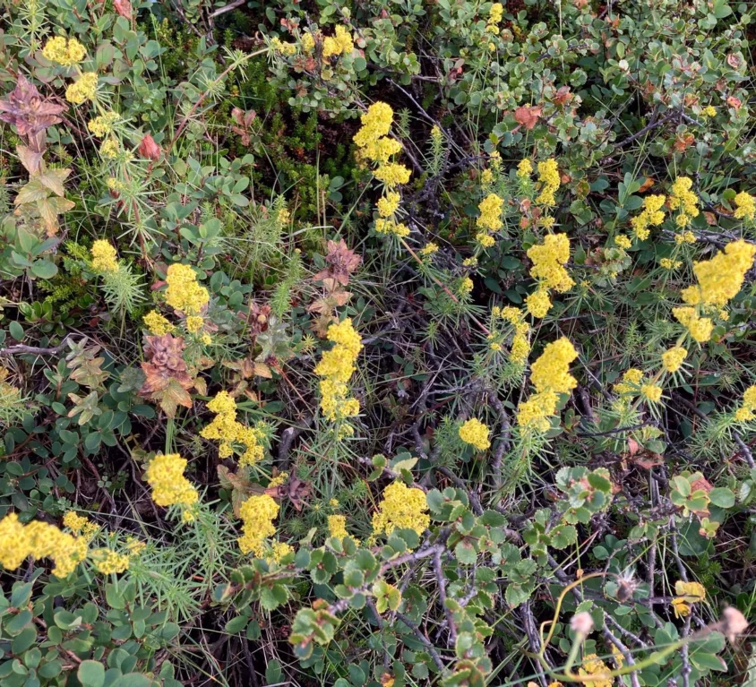 Flowers in Iceland during summer