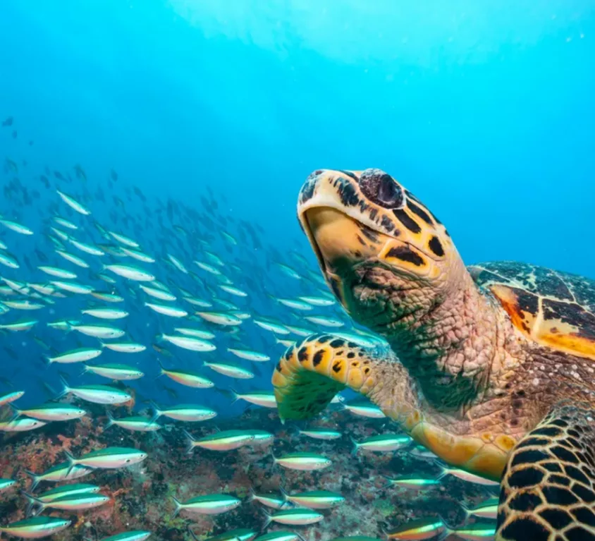 A turtle swimming underwater in virtual reality